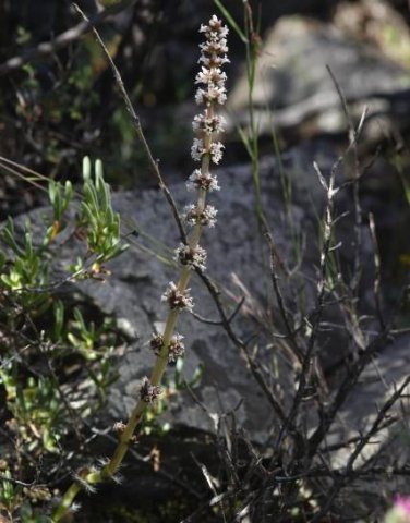 Crassula barbata white flowers all the way up