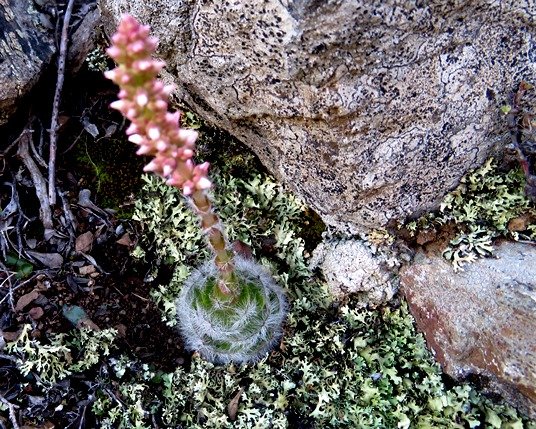 Crassula barbata in flower