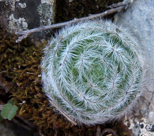 Crassula barbata, the baardrosie preparing