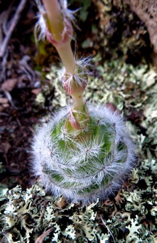 Crassula barbata lower stem
