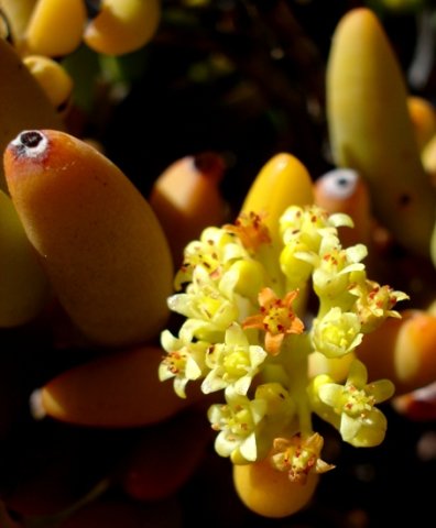 Crassula brevifolia subsp. brevifolia flowers