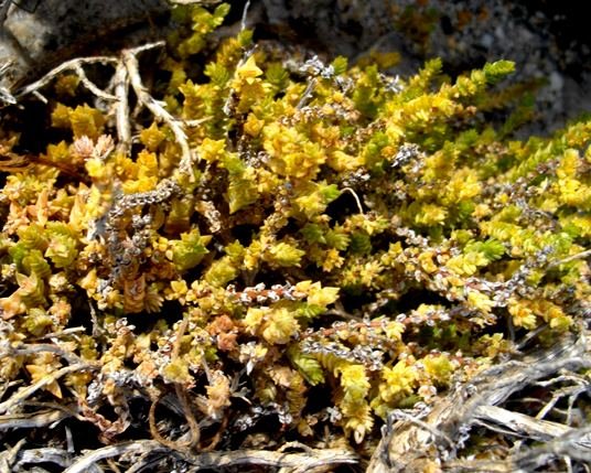 Crassula campestris