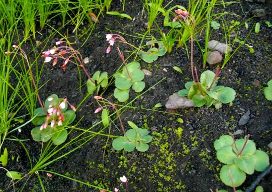 Crassula capensis