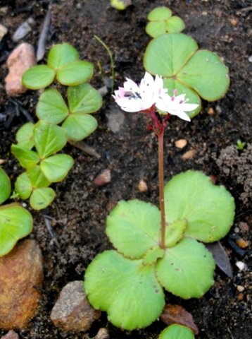 Crassula capensis leaves