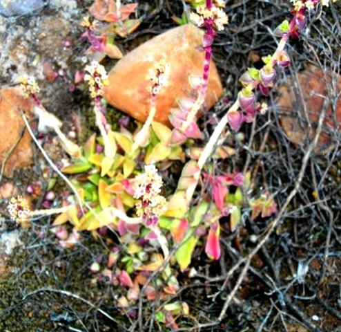 Crassula capitella subsp. thyrsiflora making new plants