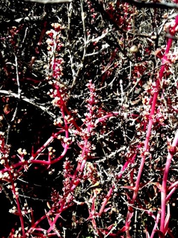 Crassula capitella subsp. thyrsiflora wrestling with the bush