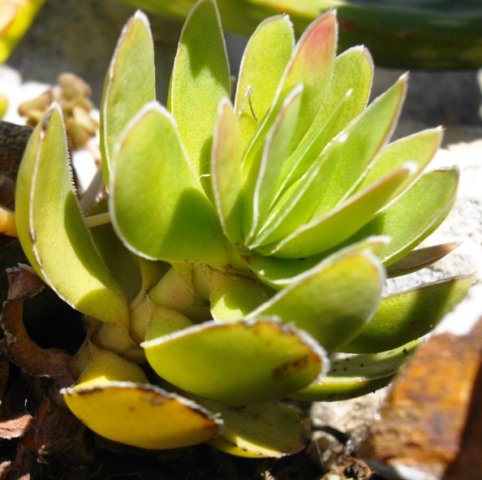 Crassula ciliata
