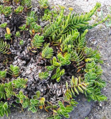 Crassula ciliata in the Harold Porter National Botanical Garden