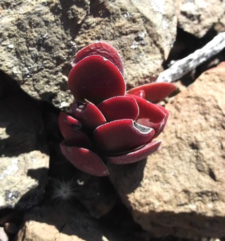 Crassula ciliata that rocks