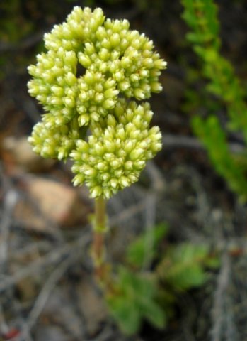 Crassula ciliata early flowering stage