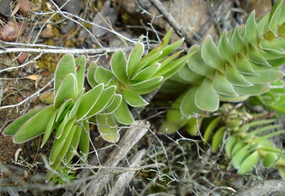 Crassula ciliata showing two leaf orientations