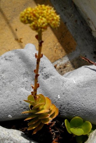 Crassula ciliata young and old