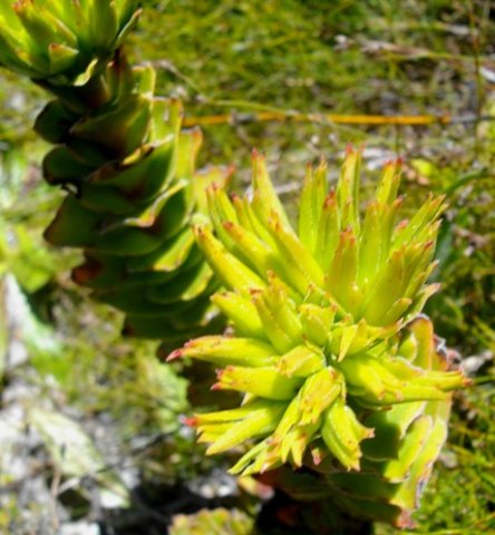 Crassula coccinea ready to bloom