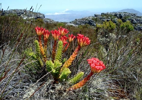 Crassula coccinea in habitat