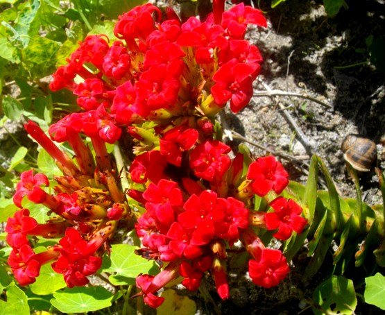 Crassula coccinea