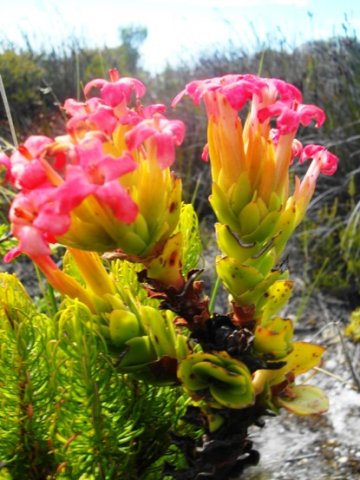 Crassula coccinea bearing pink flowers