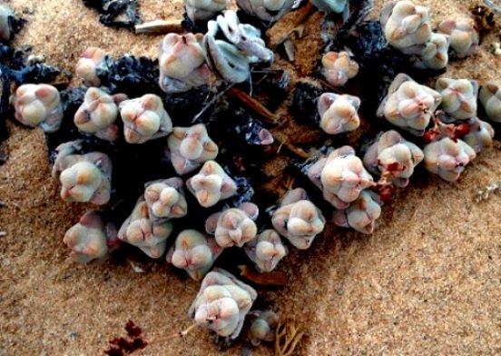 Crassula plegmatoides