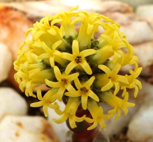 Crassula columnaris 