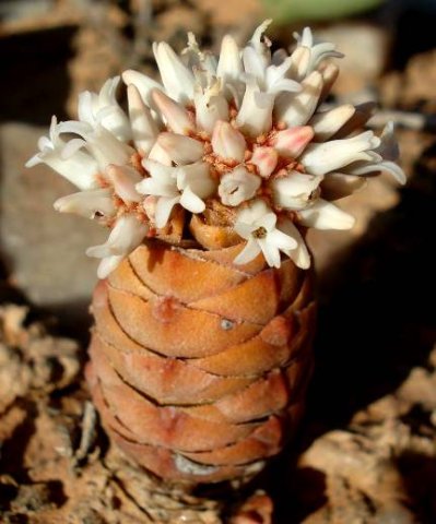 Crassula columnaris subsp. prolifera flowering white