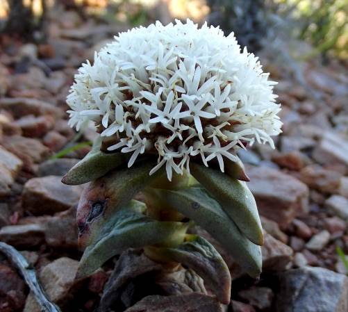 Crassula congesta subsp. laticephala flowering white