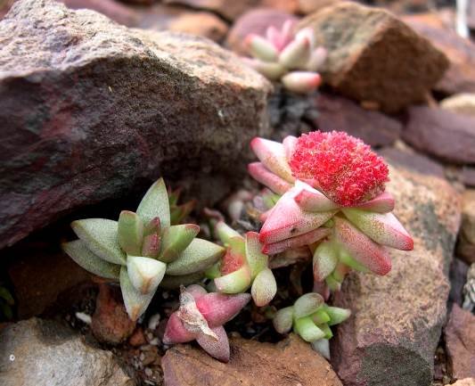 Crassula congesta subsp. laticephala flowering red