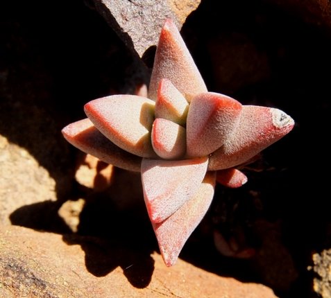 Crassula congesta subsp. laticephala young plant