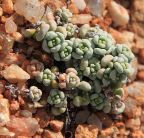 Crassula corallina