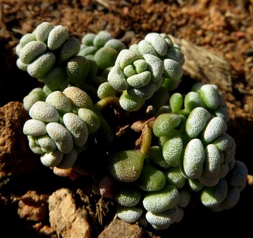 Crassula corallina leaves