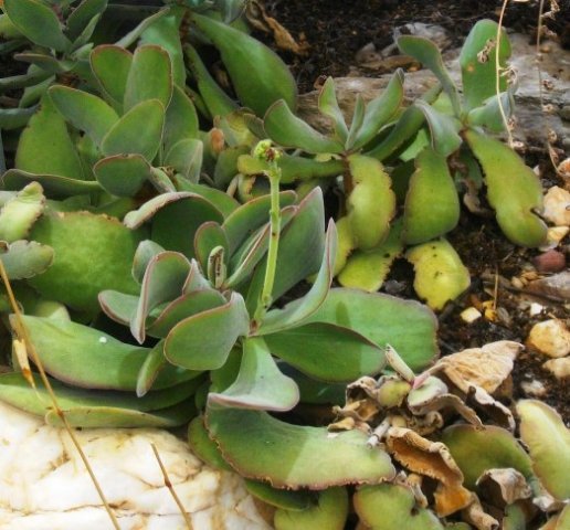 Crassula cotyledonis