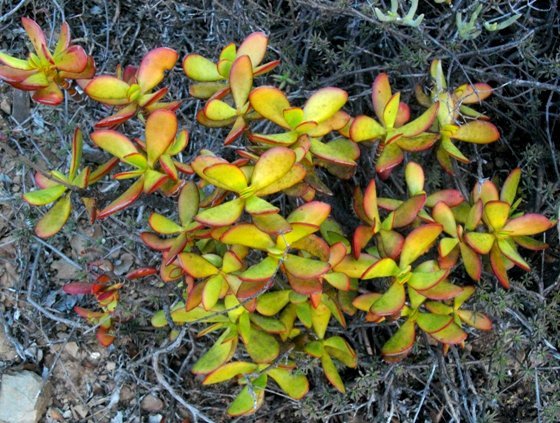 Crassula cultrata leaves