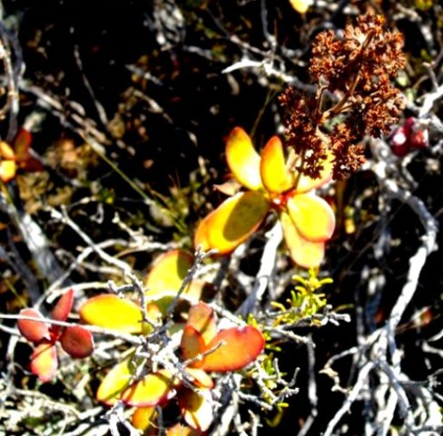 Crassula cultrata