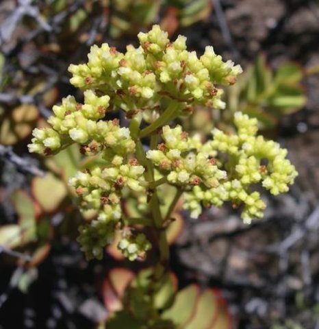 Crassula cultrata flowers and buds
