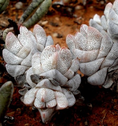 Crassula deceptor