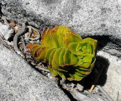 Crassula dejecta, a Table Mountain ascetic