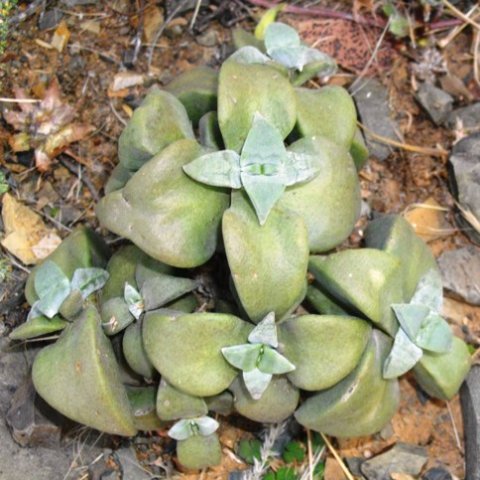 Crassula deltoidea leaves