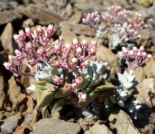 Crassula deltoidea flowers