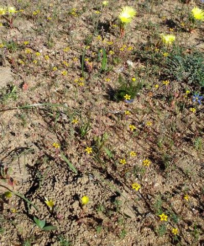 Crassula dichotoma 