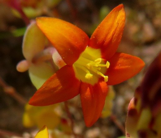 Crassula dichotoma, the other colour 