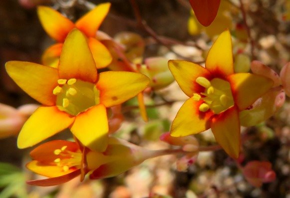 Crassula dichotoma ring around the mouth
