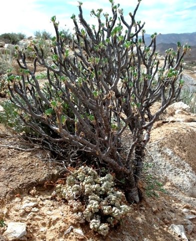 Crassula elegans subsp. elegans under Othonna furcata