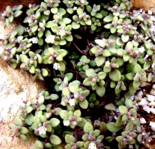 Crassula expansa subsp. fragilis flowering