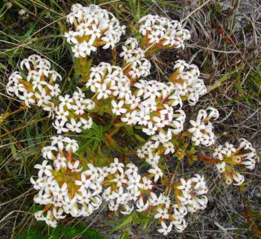 Crassula fascicularis