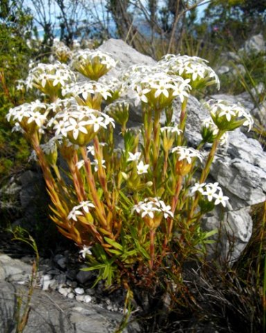 Crassula fascicularis sees the sea