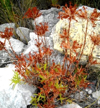 Crassula fascicularis when the carnival is over