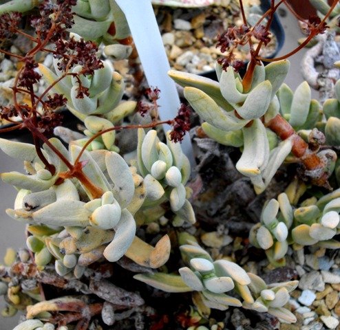 Crassula garibina
