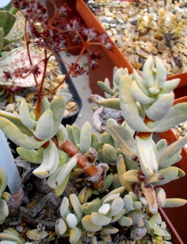 Crassula garibina