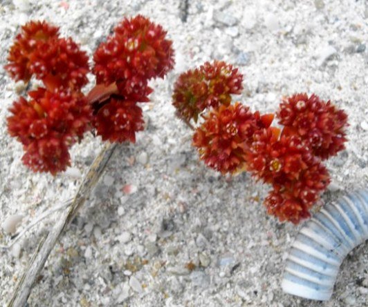 Crassula glomerata flowering in dune sand