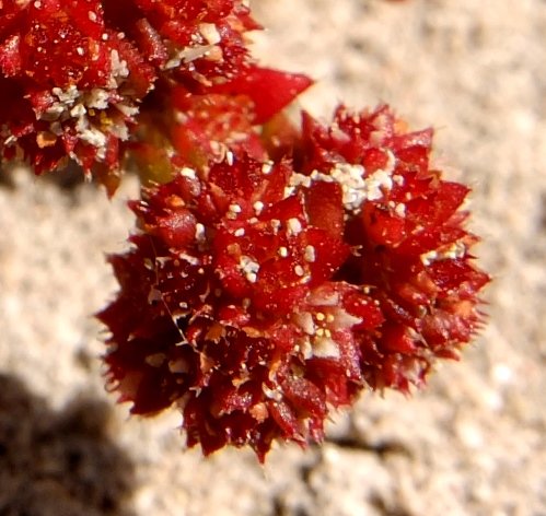 Crassula glomerata flowers