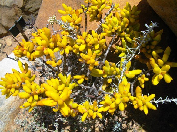 Crassula grisea