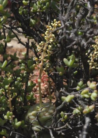 Crassula hemisphaerica flowering